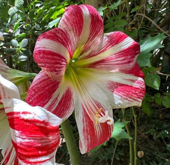 Bed & Breakfast Campus Residencias