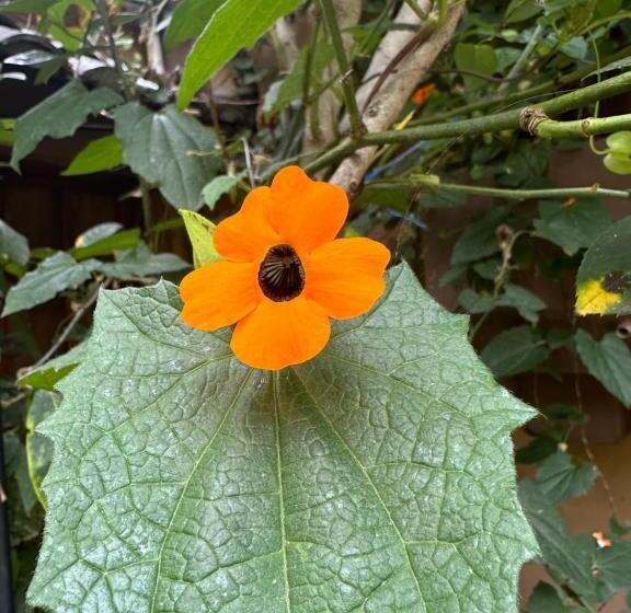 Bed & Breakfast Campus Residencias