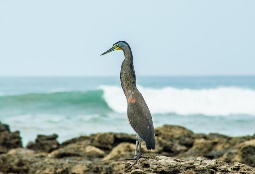 ホテル Peace Lofts And Apartments