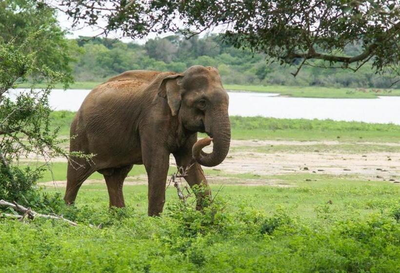 酒店 Sakura Cherry Blossom Cabanas