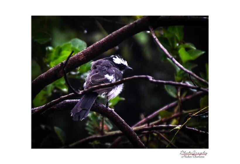 酒店 Sakura Cherry Blossom Cabanas