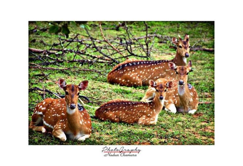 酒店 Sakura Cherry Blossom Cabanas