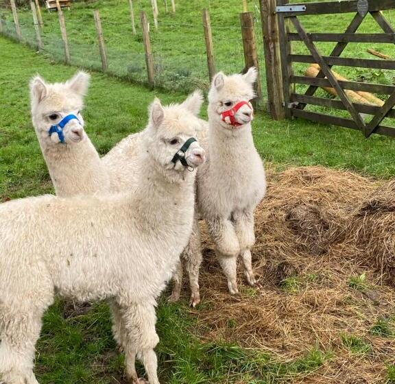 Отель The Original Sleeping Giant Lodge Farm Stay, Meet The Animals