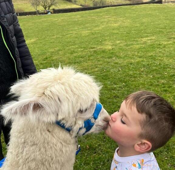 Отель The Original Sleeping Giant Lodge Farm Stay, Meet The Animals