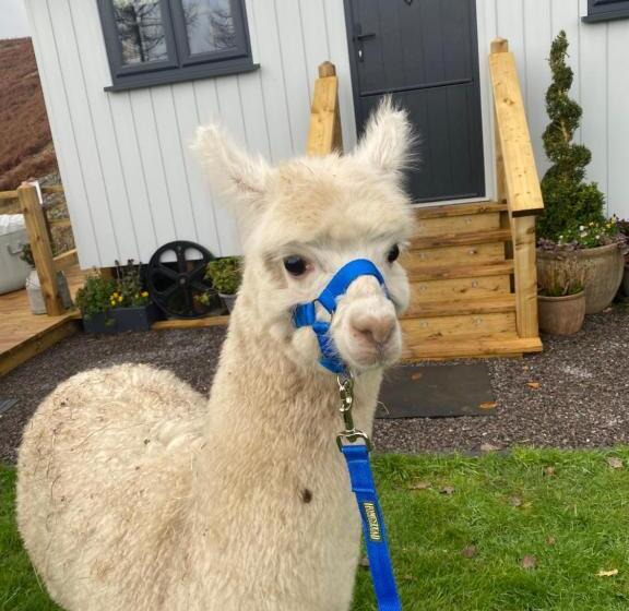 Отель The Original Sleeping Giant Lodge Farm Stay, Meet The Animals