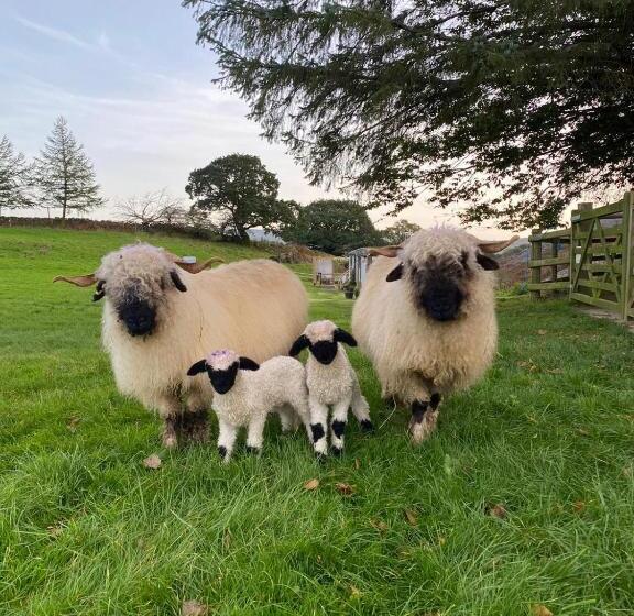 Отель The Original Sleeping Giant Lodge Farm Stay, Meet The Animals