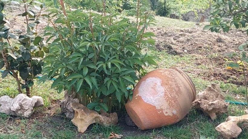 پانسیون Dadu S Gelati