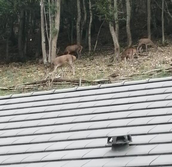 צימר L écrin Des Biches