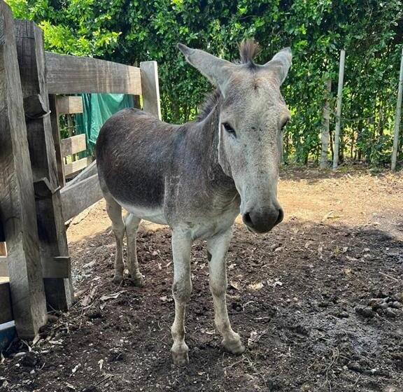 فندق El Rancho De Viejo