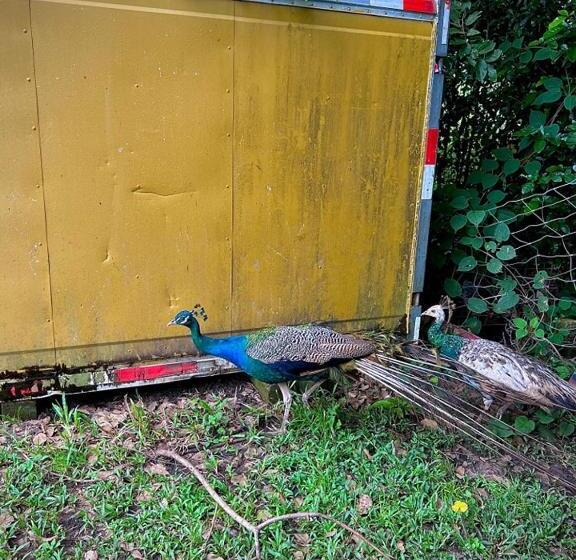 فندق El Rancho De Viejo