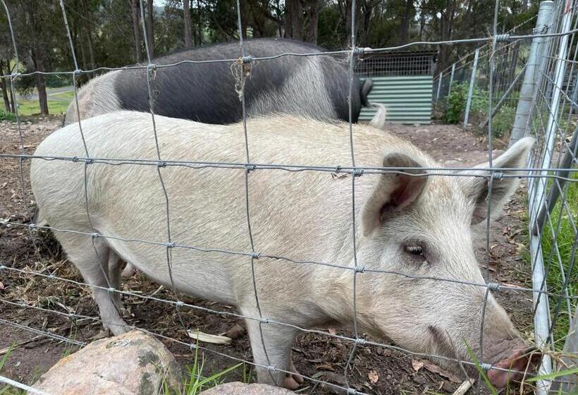 בית מלון כפרי Sapphire Cottage Farm Escape