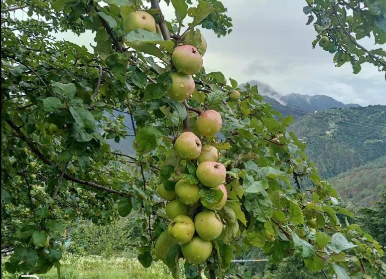 ホテル The Deodar Stays