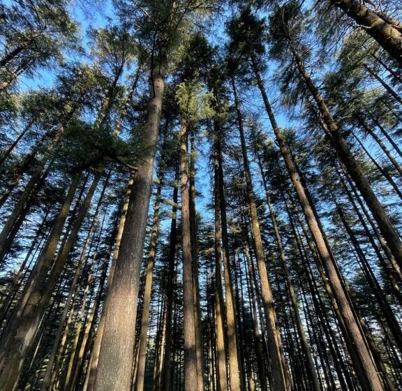 ホテル The Deodar Stays