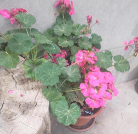 ペンション Hospedaje Akankma