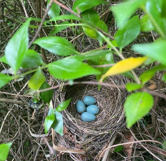 פנסיון Chambre D Hôte 1787 : Les Terrasses Des Pyrénées