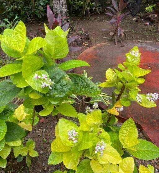 פנסיון Ushas Guest House