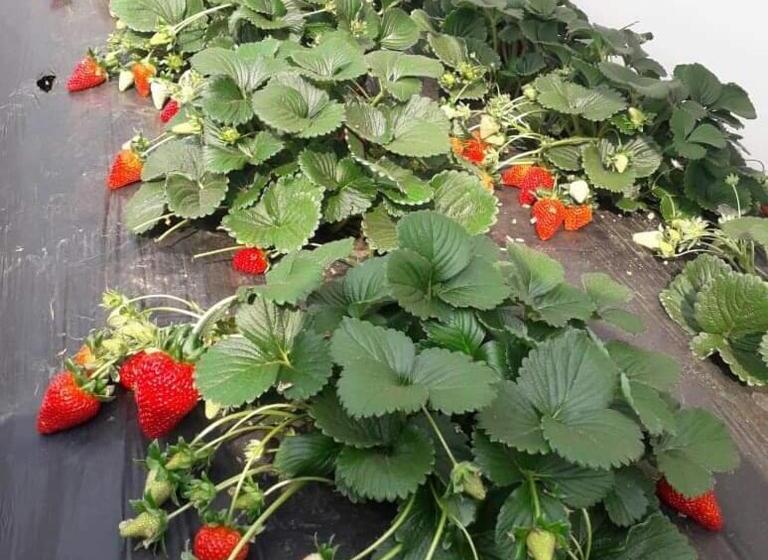 Raghu Eco Resorts, Lambasingi