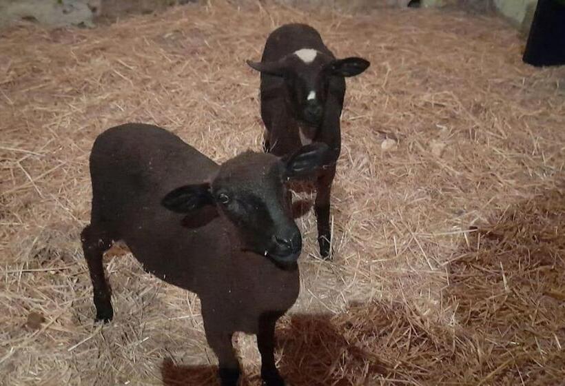 צימר Chambres D Hôtes Et Cuisine Commune, Domaine Les Peupliers, Lagnes