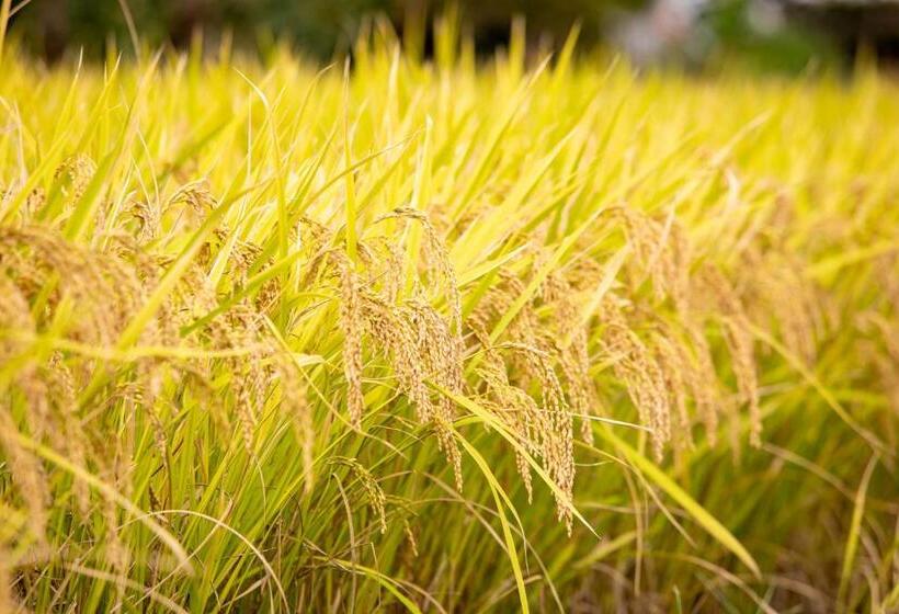 بنسيون Osaka Nose Farmer S Guest House　yasuda Farm