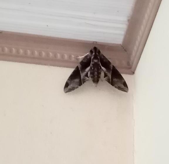 تختخواب و صبحانه La Casita