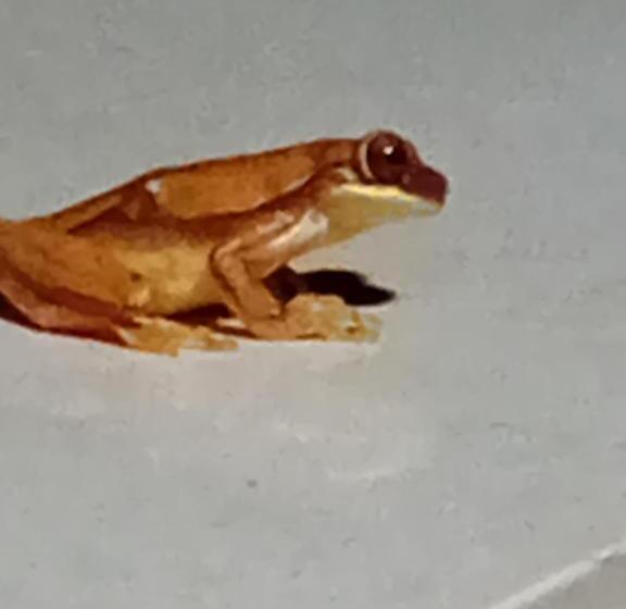 تختخواب و صبحانه La Casita