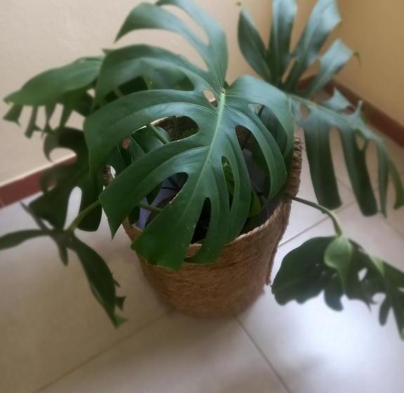 פנסיון El Balcon Temporario