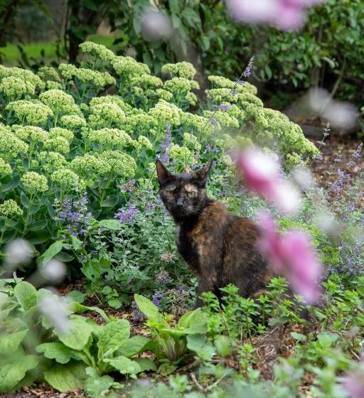 The Cat And The Owl B&b