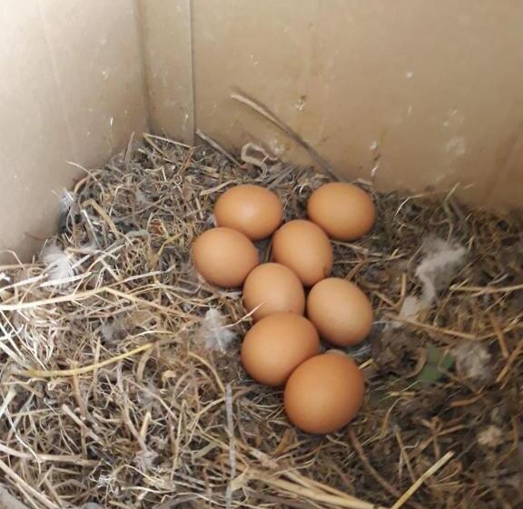 צימר La Locanda Del Pettirosso