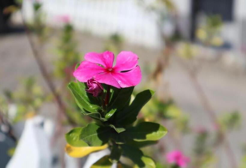 Enhle Bed And Breakfast