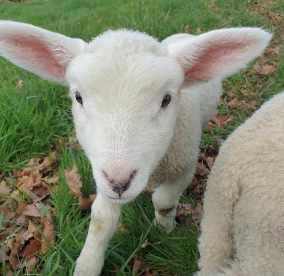 Hopwood Bed & Breakfast