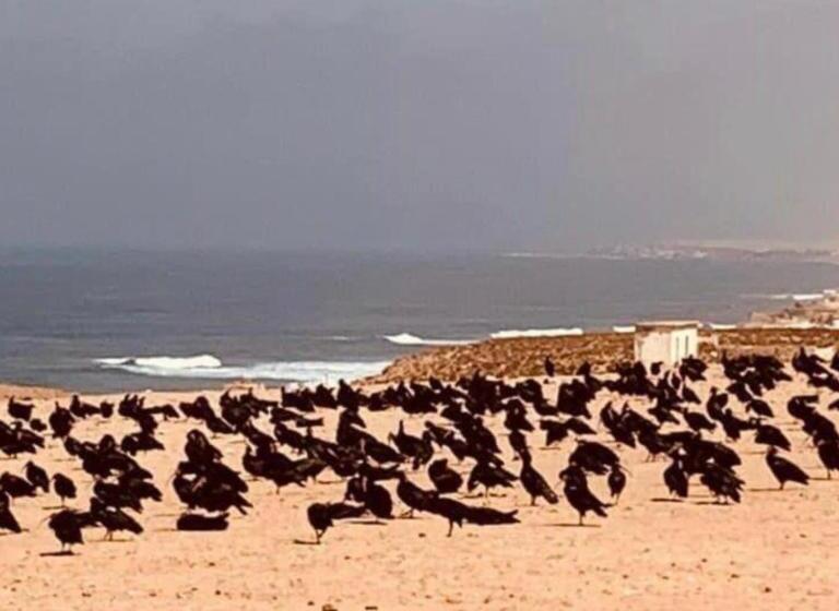 Пансион Auberge Dar Ruby