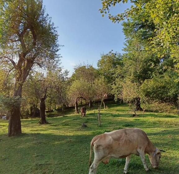 הוסטל Carpatina Rustic House