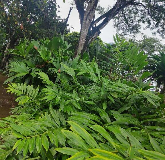 هتل Cabinas Las Palmas