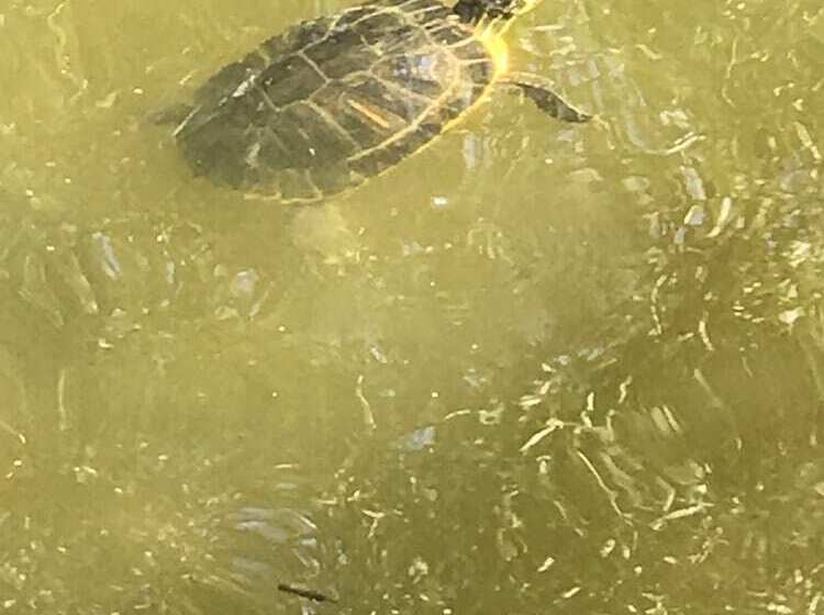 ホテル Country Inn Suiten