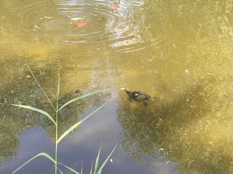 ホテル Country Inn Suiten