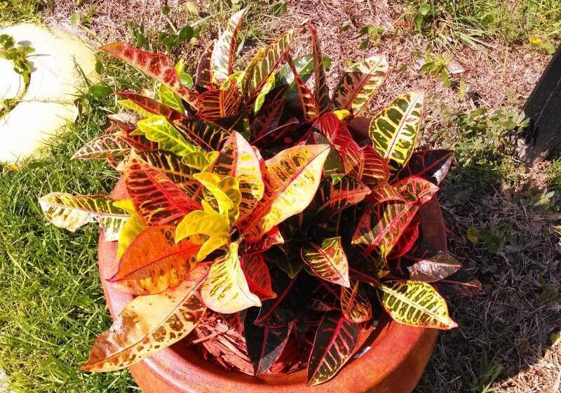 فندق Merida Inn And Suites