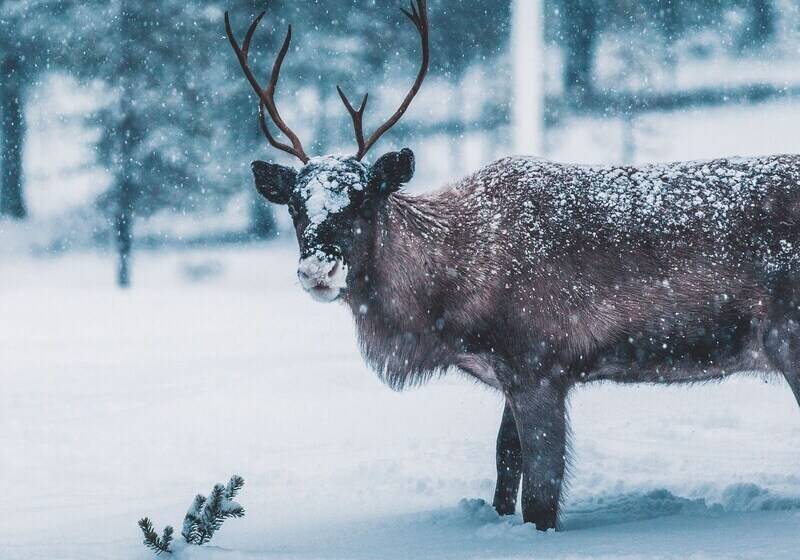 בית מלון כפרי Pernilla Wiberg