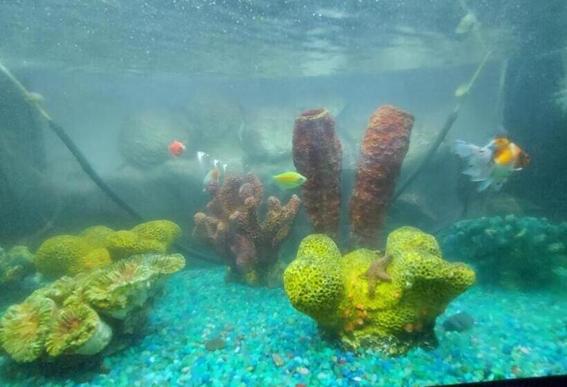 هتل Campestre Diamante Real