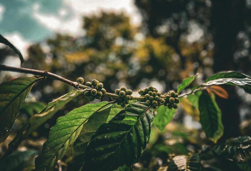 בית מלון כפרי Century Old Coorg Gem