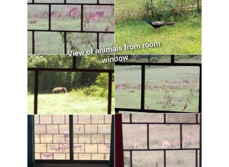 פנסיון Jungleview Mudumalai