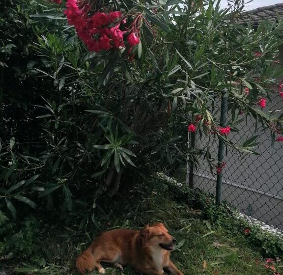 펜션 Le Palme