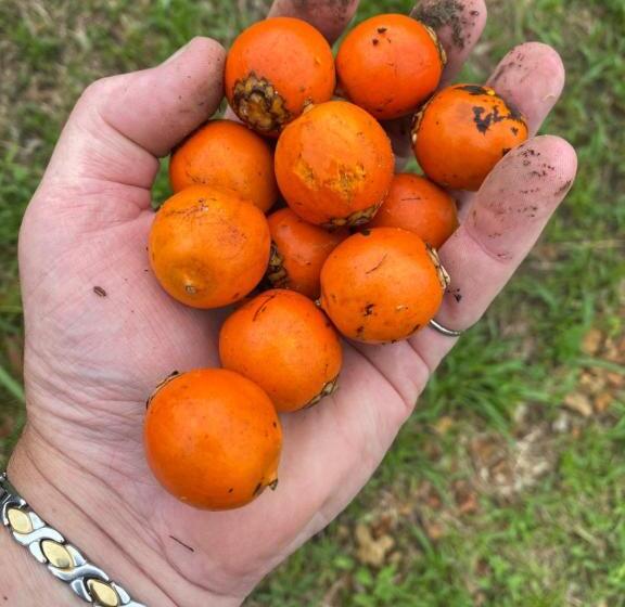 Общежитие Farol Shaw