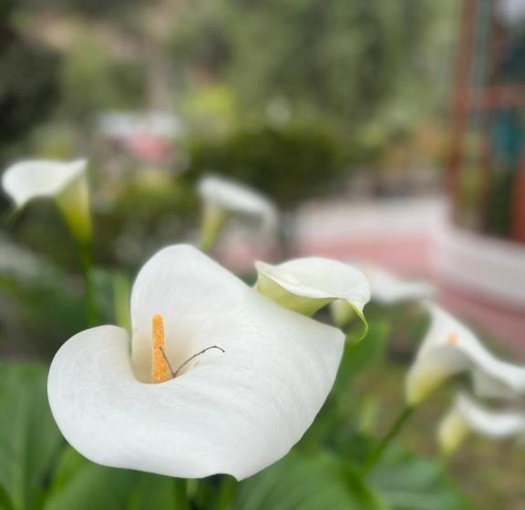 مبيت وإفطار Casarmonia