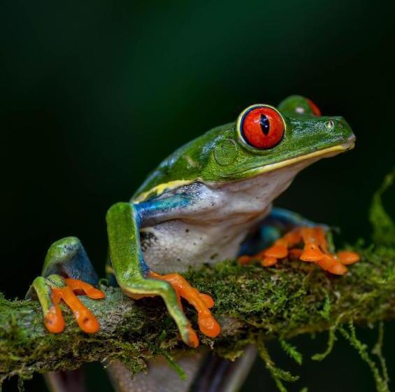 فندق Veragua Rainforest