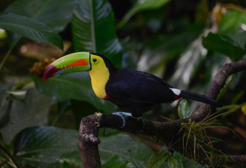 فندق Veragua Rainforest