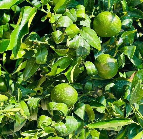 Пансион Cottage Room Deluxe Con Parcheggio