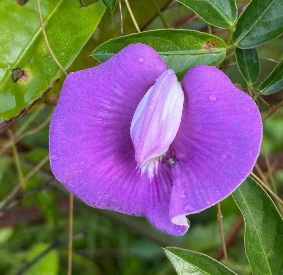 Пансион Farol Shaw / Shaw Lighthouse