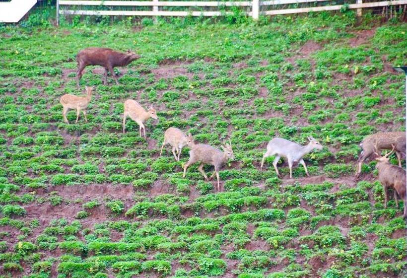 Отель ดอยหมอกดอกไม้รีสอร์ท Doimok Dokmai Resort