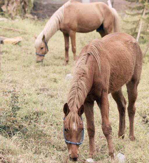 호텔 Stay Pilafarm