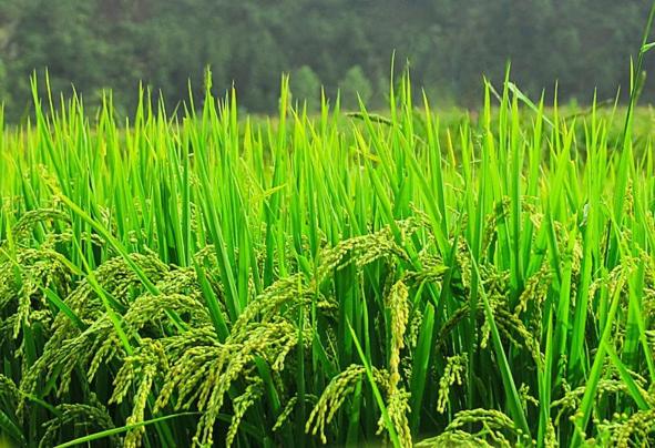 Nalinnaa Resort Buriram ณลิ์ณน่า รีสอร์ท บุรีรัมย์